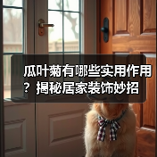 瓜叶菊有哪些实用作用?揭秘居家装饰妙招(图4) 瓜叶菊有哪些实用作用?揭秘居家装饰妙招(图4)