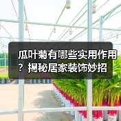 瓜叶菊有哪些实用作用?揭秘居家装饰妙招(图3) 瓜叶菊有哪些实用作用?揭秘居家装饰妙招(图3)