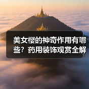 美女樱的神奇作用有哪些?药用装饰观赏全解析(图1) 美女樱的神奇作用有哪些?药用装饰观赏全解析(图1)