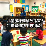 儿童房绿植摆放危害大?这些植物千万别放!(图4) 儿童房绿植摆放危害大?这些植物千万别放!(图4)