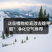 这些植物能高效去除甲醛?净化空气推荐(图1) 这些植物能高效去除甲醛?净化空气推荐(图1)