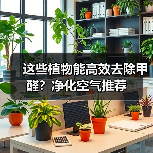 这些植物能高效去除甲醛?净化空气推荐(图2) 这些植物能高效去除甲醛?净化空气推荐(图2)