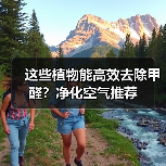 这些植物能高效去除甲醛?净化空气推荐(图3) 这些植物能高效去除甲醛?净化空气推荐(图3)