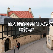 仙人球的种类|仙人球防辐射吗?(图4) 仙人球的种类|仙人球防辐射吗?(图4)