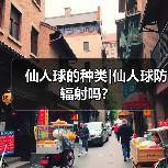 仙人球的种类|仙人球防辐射吗?(图3) 仙人球的种类|仙人球防辐射吗?(图3)