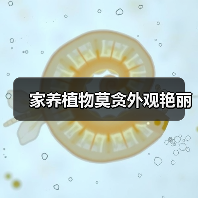 家养植物莫贪外观艳丽(图2) 家养植物莫贪外观艳丽(图2)