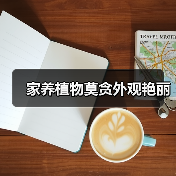 家养植物莫贪外观艳丽(图3) 家养植物莫贪外观艳丽(图3)