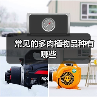 常见的多肉植物品种有哪些（图1）