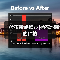 荷花景点推荐|荷花池景的种植(图1) 荷花景点推荐|荷花池景的种植(图1)