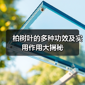 柏树叶的多种功效及实用作用大揭秘(图2) 柏树叶的多种功效及实用作用大揭秘(图2)