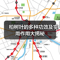 柏树叶的多种功效及实用作用大揭秘(图4) 柏树叶的多种功效及实用作用大揭秘(图4)