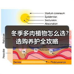 冬季多肉植物怎么选？选购养护全攻略（图1）