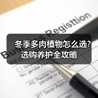冬季多肉植物怎么选？选购养护全攻略（图3）