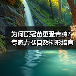 为何原冠苗更受青睐?专家力挺自然树形培育(图1) 为何原冠苗更受青睐?专家力挺自然树形培育(图1)