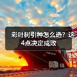 彩叶树引种怎么选?这4点决定成败(图3) 彩叶树引种怎么选?这4点决定成败(图3)