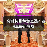 彩叶树引种怎么选?这4点决定成败(图4) 彩叶树引种怎么选?这4点决定成败(图4)