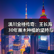 潢川金桂传奇:王长海30年苗木种植的坚持与腾飞之路(图3) 潢川金桂传奇:王长海30年苗木种植的坚持与腾飞之路(图3)