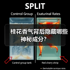 桂花香气背后隐藏哪些神秘成分?(图4) 桂花香气背后隐藏哪些神秘成分?(图4)