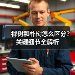 榉树和朴树怎么区分?关键细节全解析(图2) 榉树和朴树怎么区分?关键细节全解析(图2)