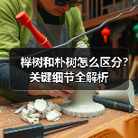 榉树和朴树怎么区分?关键细节全解析(图1) 榉树和朴树怎么区分?关键细节全解析(图1)