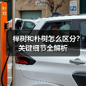 榉树和朴树怎么区分?关键细节全解析(图4) 榉树和朴树怎么区分?关键细节全解析(图4)
