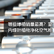 哪些绿植销量最高?室内绿叶植物净化空气推荐(图2) 哪些绿植销量最高?室内绿叶植物净化空气推荐(图2)
