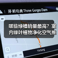 哪些绿植销量最高?室内绿叶植物净化空气推荐(图3) 哪些绿植销量最高?室内绿叶植物净化空气推荐(图3)
