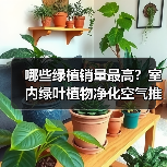 哪些绿植销量最高?室内绿叶植物净化空气推荐(图4) 哪些绿植销量最高?室内绿叶植物净化空气推荐(图4)