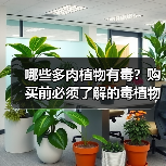 哪些多肉植物有毒？购买前必须了解的毒植物（图4）