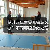 花叶万年青受寒害怎么办？不同等级急救处理方法
