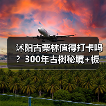 沭阳古栗林值得打卡吗？300年古树秘境+板栗之乡全解析