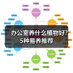 办公室养什么植物好？5种易养推荐