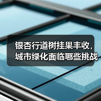 银杏行道树挂果丰收，城市绿化面临哪些挑战？