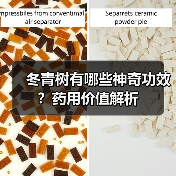 冬青树有哪些神奇功效?药用价值解析(图1) 冬青树有哪些神奇功效?药用价值解析(图1)