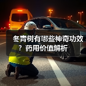 冬青树有哪些神奇功效?药用价值解析(图2) 冬青树有哪些神奇功效?药用价值解析(图2)