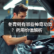冬青树有哪些神奇功效?药用价值解析(图3) 冬青树有哪些神奇功效?药用价值解析(图3)