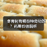 冬青树有哪些神奇功效?药用价值解析(图4) 冬青树有哪些神奇功效?药用价值解析(图4)