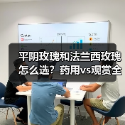 平阴玫瑰和法兰西玫瑰怎么选？药用vs观赏全解析（图2）
