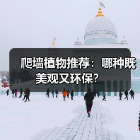 爬墙植物推荐：哪种既美观又环保？（图3）