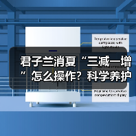 君子兰消夏“三减一增”怎么操作？科学养护防烂根（图2）