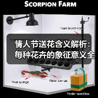 情人节送花含义解析：每种花卉的象征意义全知道（图1）