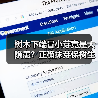 树木下端冒小芽竟是大隐患?正确抹芽保树生长(图3) 树木下端冒小芽竟是大隐患?正确抹芽保树生长(图3)