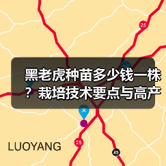 黑老虎种苗多少钱一株?栽培技术要点与高产技巧全解析(图1) 黑老虎种苗多少钱一株?栽培技术要点与高产技巧全解析(图1)