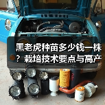 黑老虎种苗多少钱一株?栽培技术要点与高产技巧全解析(图2) 黑老虎种苗多少钱一株?栽培技术要点与高产技巧全解析(图2)