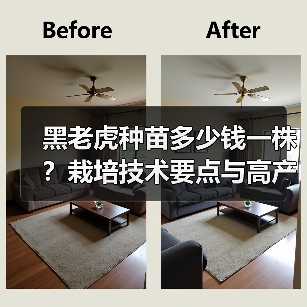 黑老虎种苗多少钱一株?栽培技术要点与高产技巧全解析(图4) 黑老虎种苗多少钱一株?栽培技术要点与高产技巧全解析(图4)