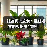 银杏何时变黄?最佳观赏期和地点全解析(图2) 银杏何时变黄?最佳观赏期和地点全解析(图2)