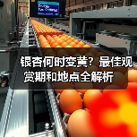 银杏何时变黄?最佳观赏期和地点全解析(图1) 银杏何时变黄?最佳观赏期和地点全解析(图1)