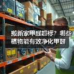 搬新家甲醛超标?哪些植物能有效净化甲醛(图2) 搬新家甲醛超标?哪些植物能有效净化甲醛(图2)