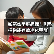 搬新家甲醛超标?哪些植物能有效净化甲醛(图3) 搬新家甲醛超标?哪些植物能有效净化甲醛(图3)