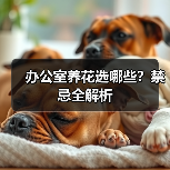 办公室养花选哪些?禁忌全解析(图1) 办公室养花选哪些?禁忌全解析(图1)